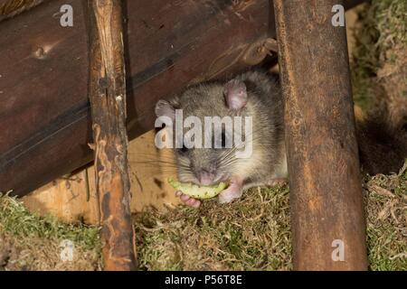 dormouse Stock Photo