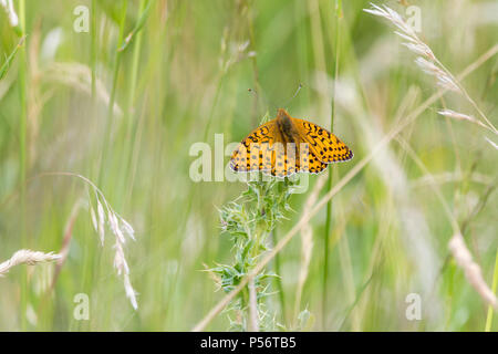 High brown fritillary butterfly in grassy meadow on South downs way UK. Scarce and endangered species. Orange upper wings with black markings. Stock Photo