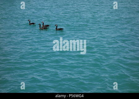 Four Canadian geese swim calmly on blue wavy water Stock Photo