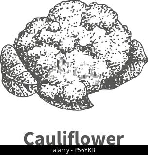 Vector illustration hand-drawn cauliflower Stock Vector