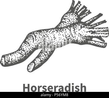 Vector illustration hand-drawn horseradish Stock Vector