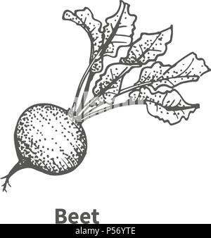Vector illustration hand-drawn beet Stock Vector