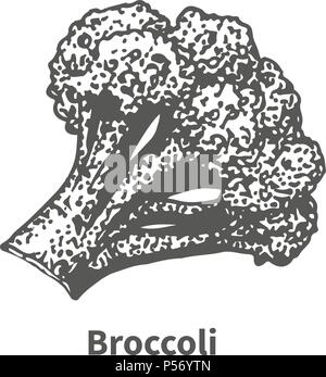 Vector illustration hand-drawn broccoli Stock Vector