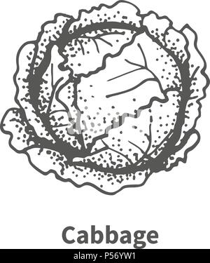 Vector illustration hand-drawn cabbage Stock Vector
