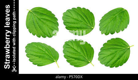 Strawberry leaves isolated on white background with clipping path Stock Photo