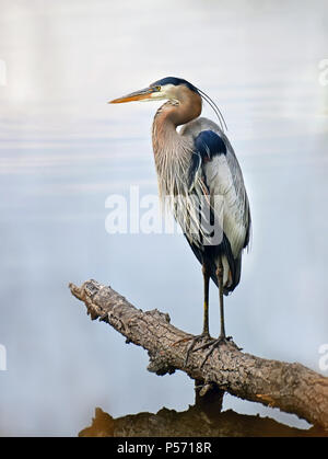 Closeup of a Great Blue Heron standing majestically on a log in the water gazing out over the Chesapeake bay in Maryland Stock Photo