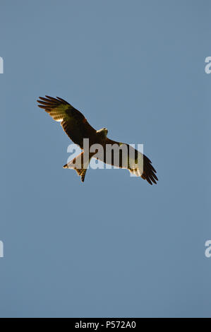 Red Kite Soaring Overhead Against a Clear Blue Sky Stock Photo