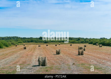 bundles of hay rolls on the farmland, twisted hay in the field Stock Photo