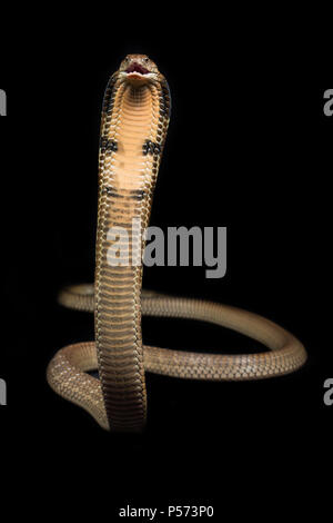 The king cobra (Ophiophagus hannah), also known as the hamadryad, is a venomous snake species in the family Elapidae Stock Photo