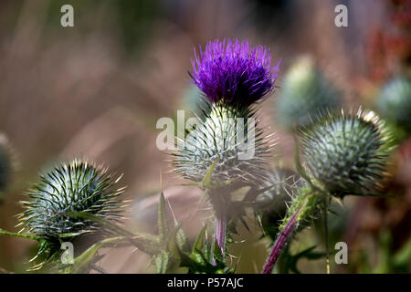 Glasgow, Scotland, UK. 25th June, 2018. Spear thistles in the warm summer sunshine Credit: Tony Clerkson/Alamy Live News Stock Photo