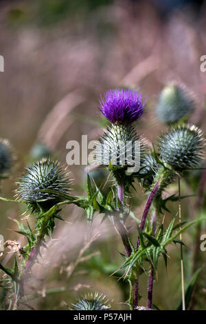 Glasgow, Scotland, UK. 25th June, 2018. Spear thistles in the warm summer sunshine Credit: Tony Clerkson/Alamy Live News Stock Photo