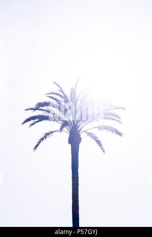 Palm (Arecaceae) against the light, bright sky Stock Photo