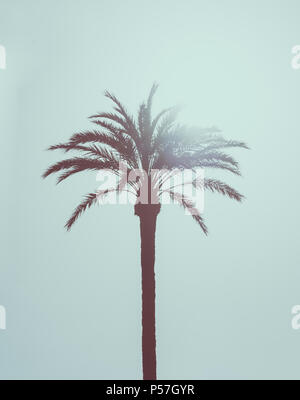 Palm (Arecaceae) against the light, blue colour, bright sky Stock Photo