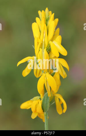 Dyer's Greenweed Genista tinctoria - an important foodplant for many British moths & insects Stock Photo