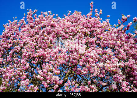 Blooming magnolia tree, pink flowers, blue sky, Alsace, France, Europe, Stock Photo