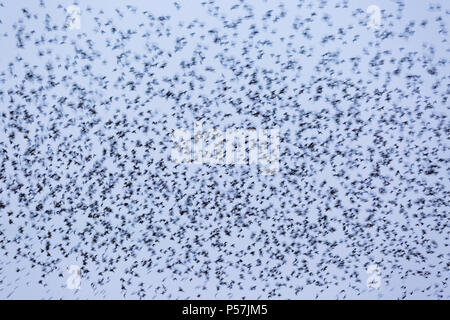 Massive murmuration flock of Common Starling Sturnus vulgaris flying to roost together Stock Photo