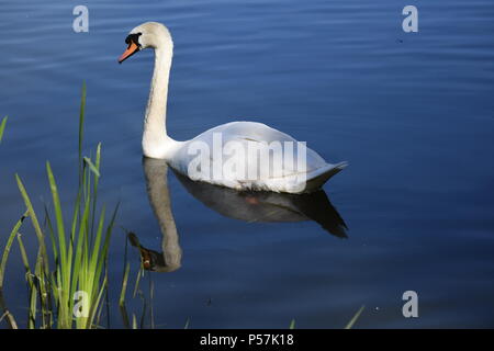 Adult White Swan On Lake