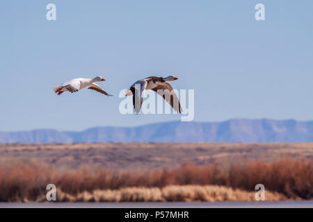 Snow Geese, Chen caerulescens, at Bosque del Apache National Wildlife Refuge in New Mexico. Stock Photo