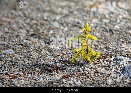 Small growing spruce tree plant turns yellow as it suffers from drought. Stock Photo