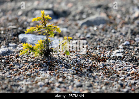 Small growing spruce tree plant turns yellow as it suffers from drought. Stock Photo