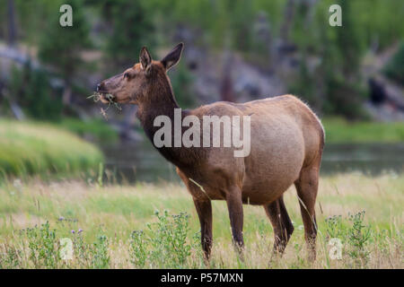 Elk, Cervus canadensis, along the Madison River in Yellowstone National Park in Wyoming.  Also known as Wapiti. Stock Photo