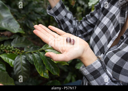 coffee beans at different stages presented in hands Stock Photo