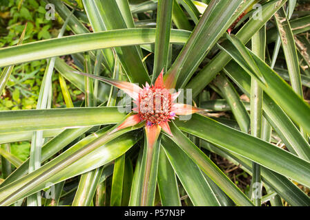 Closeup of pineapple plant in Jerico, Colombia in the state of Antioquia. Stock Photo