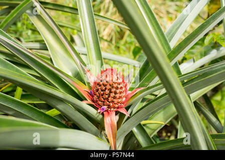 Closeup of pineapple plant in Jerico, Colombia in the state of Antioquia.