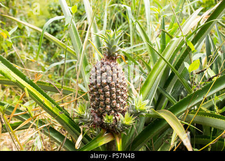 Closeup of pineapple plant in Jerico, Colombia in the state of Antioquia.