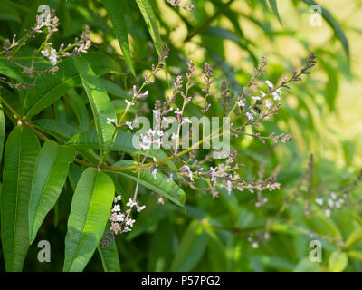 Lemon scented foliage and panicles of small white flowers of the half hardy lemon verbena, Aloysia citrodora Stock Photo