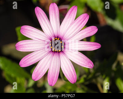 Single flower of the sun loving perennial cape daisy, Osteospermum 'Cannington Roy' Stock Photo