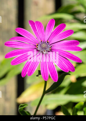 Single flower of the sun loving perennial cape daisy, Osteospermum 'Tresco Purple' Stock Photo