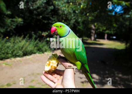 A tame rose-ringed parakeet sitting on a person's hand eating an apple in Hyde Park, London, UK