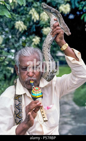 A veteran snake charmer performing for tourists in Singapore in 1972 holds his pet Burmese python above his head while playing a homemade flute that appears to mesmerize the reptile. Although this large snake is tame and has been trained not be aggressive, it is a constrictor that is capable of wrapping its long body around its human handler and squeezing him to death. The python species is said to be deaf and responds to the snake charmer's movements with the flute instead of the music it makes. Historical photograph. Stock Photo