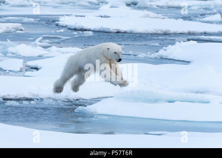 Polar Bear jumping between ice floes Stock Photo
