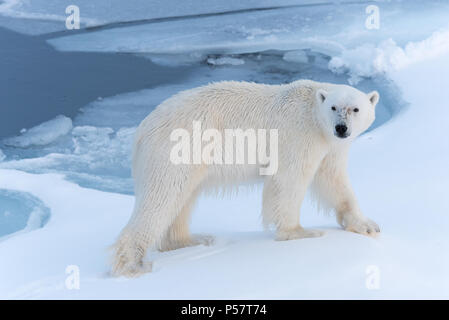Polar Bear walking through snow