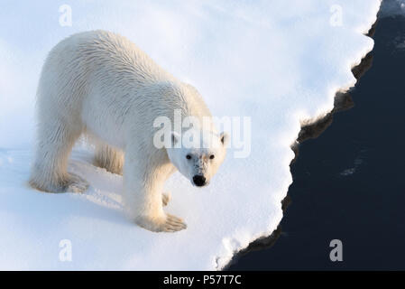 Close up Polar Bear looking at camera Stock Photo