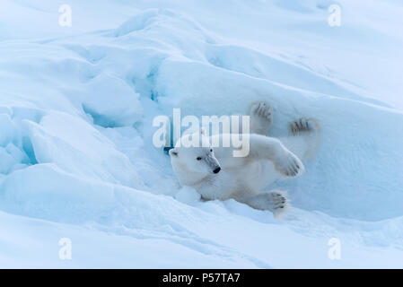 Polar Bear rolling in the snow Stock Photo