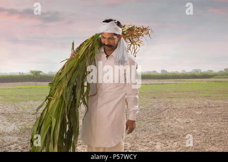 Farmer harvesting crop and carrying on shoulder in field Stock Photo