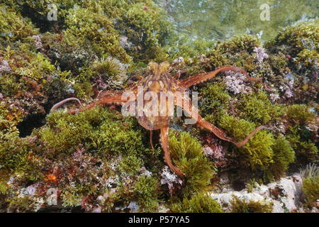 A Common octopus, Octopus vulgaris, underwater on rock with algae in the Mediterranean sea, Cote d'Azur, France Stock Photo