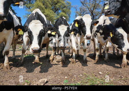 Curious dairy cattle in a field, Alt Emporda, Girona, Catalonia, Spain Stock Photo