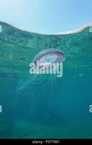 A many-ribbed jellyfish Aequorea forskalea underwater below the water surface in the Mediterranean sea, Cote d'Azur, France Stock Photo