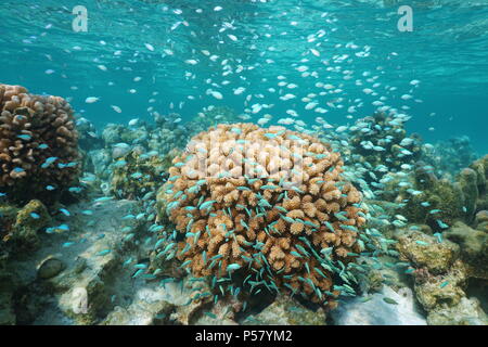 Many small blue fish ( blue-green chromis ) around cauliflower coral underwater, Pacific ocean, Polynesia, Cook islands Stock Photo