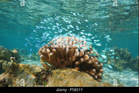Underwater a shoal of small blue fish ( blue-green chromis ) with cauliflower coral, Pacific ocean, lagoon of Tahaa island, French Polynesia Stock Photo