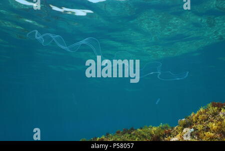 Transparent animal a venus girdle comb jelly, swims underwater in the Mediterranean sea, natural scene, Costa Brava, Spain Stock Photo