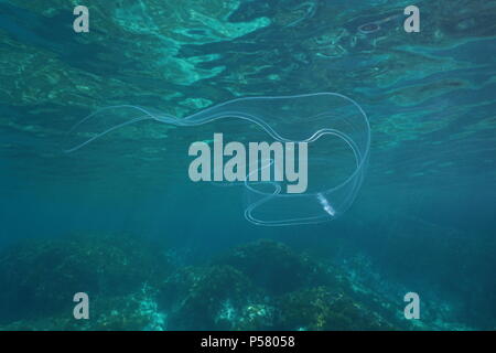 Sea life underwater a venus girdle comb jelly, transparent animal, Mediterranean sea, Cote d'Azur, France Stock Photo