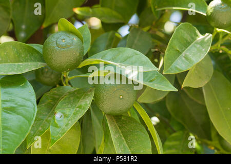 green unripe oranges growing on trees Stock Photo