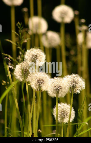 Dandelion puff balls/ seed heads Stock Photo