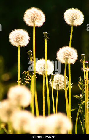 Dandelion puff balls/ seed heads Stock Photo