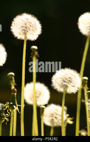 Dandelion puff balls/ seed heads Stock Photo